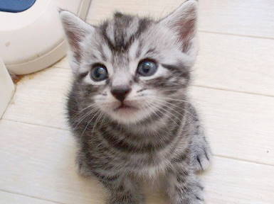 2011.08.10kitten05 (1).JPG