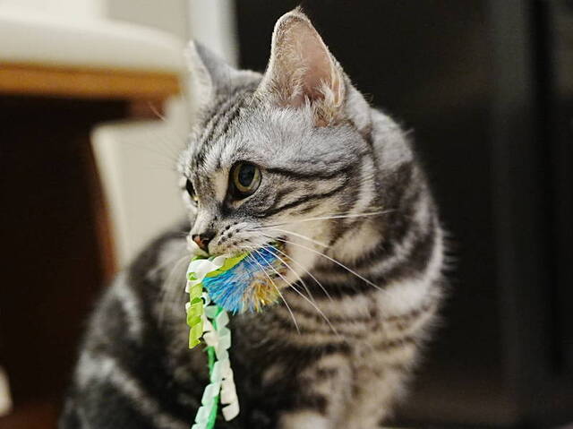 A7C00857 (1).JPG