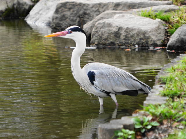 A7C00910 (1).JPG