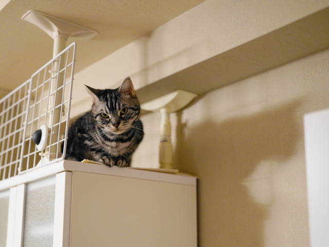 A7C02004 (1).JPG
