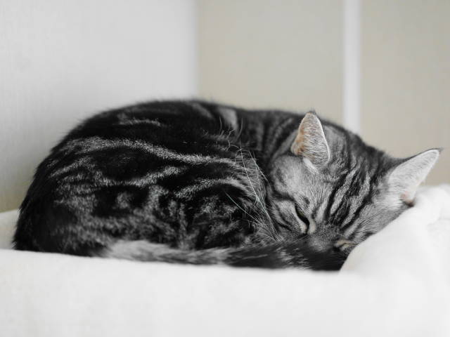 A7C02734 (1).JPG