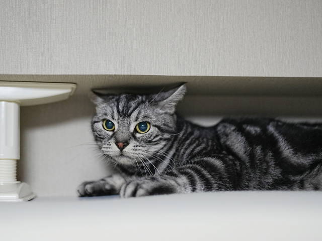 A7C02804 (1).JPG