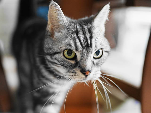 A7C03152 (1).JPG