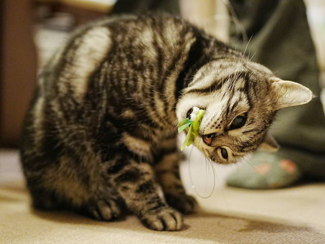 A7C03660 (1).JPG