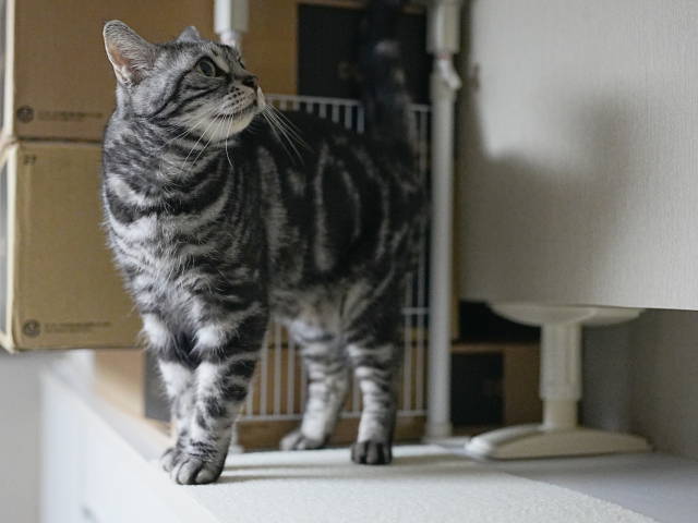 A7C03778 (1).JPG