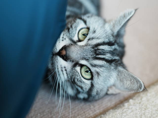 A7C04218 (1).JPG