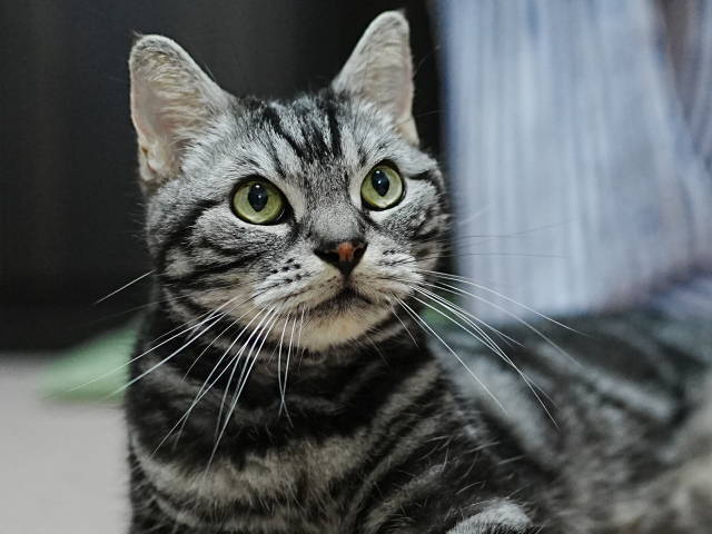 A7C05159 (1).JPG