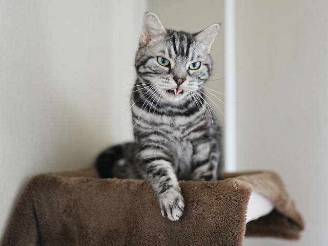 A7C05371 (1).JPG