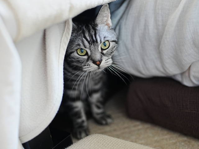 A7C05893 (1).JPG