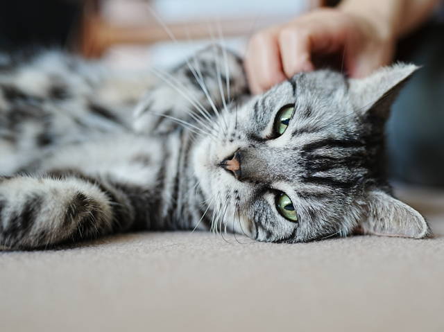 A7C06151 (1).JPG