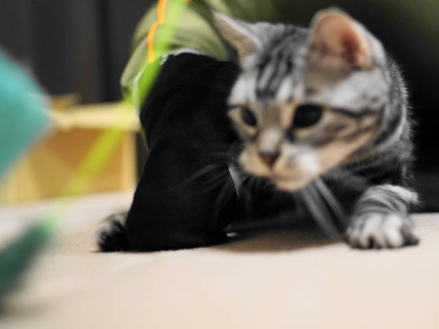A7C06299 (1).JPG