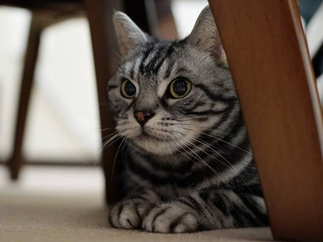 A7C06301 (1).JPG