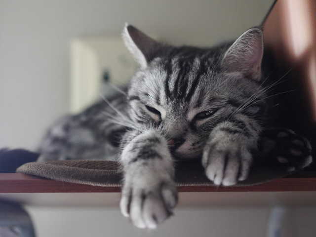 A7C06661 (1).JPG