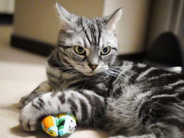 A7C06767 (1).JPG