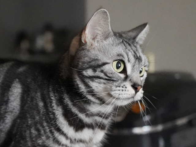 A7C07036 (1).JPG
