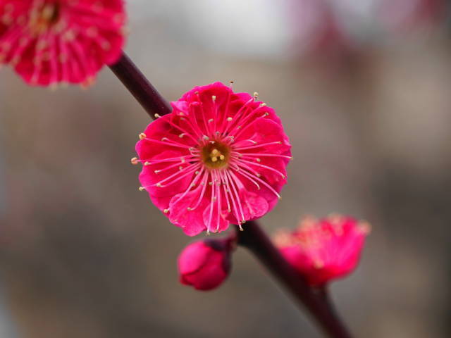 A7C07079 (1).JPG