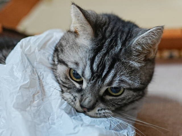 A7C07450 (1).JPG
