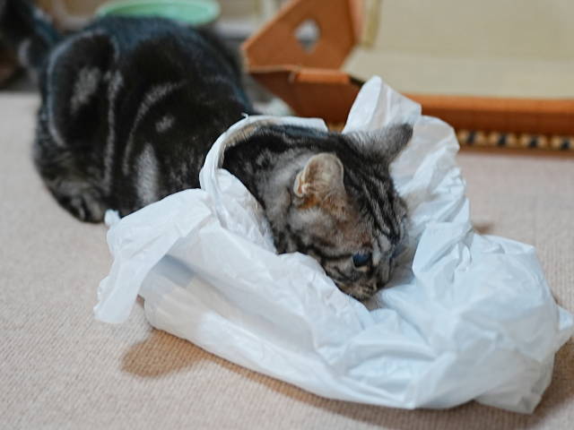 A7C07452 (1).JPG