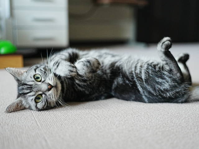 A7C07866 (1).JPG