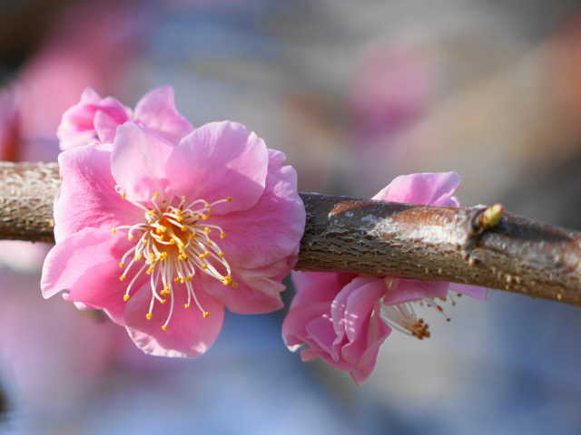 A7C08515 (1).JPG
