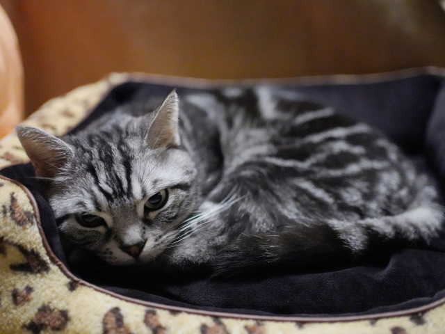 A7C08772 (1).JPG
