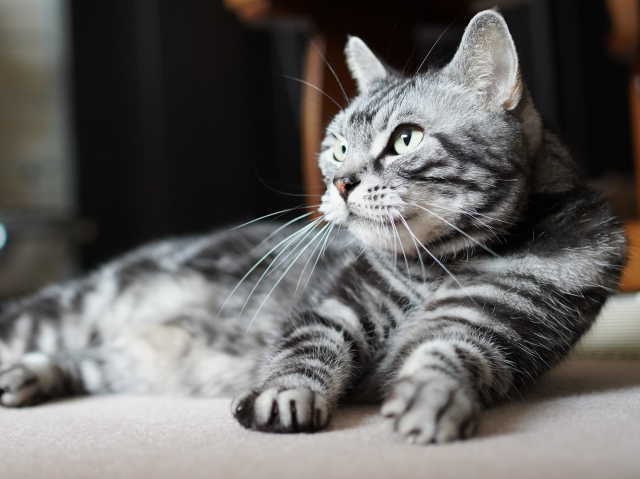 A7C08796 (1).JPG
