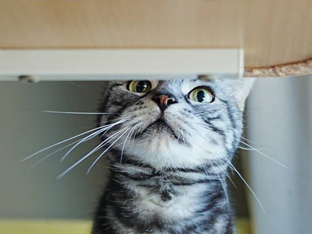 A7C09035 (1).JPG