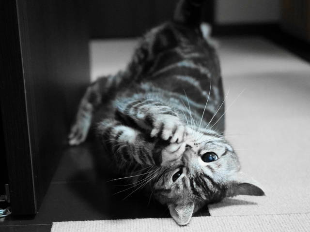 A7C09982 (1).JPG